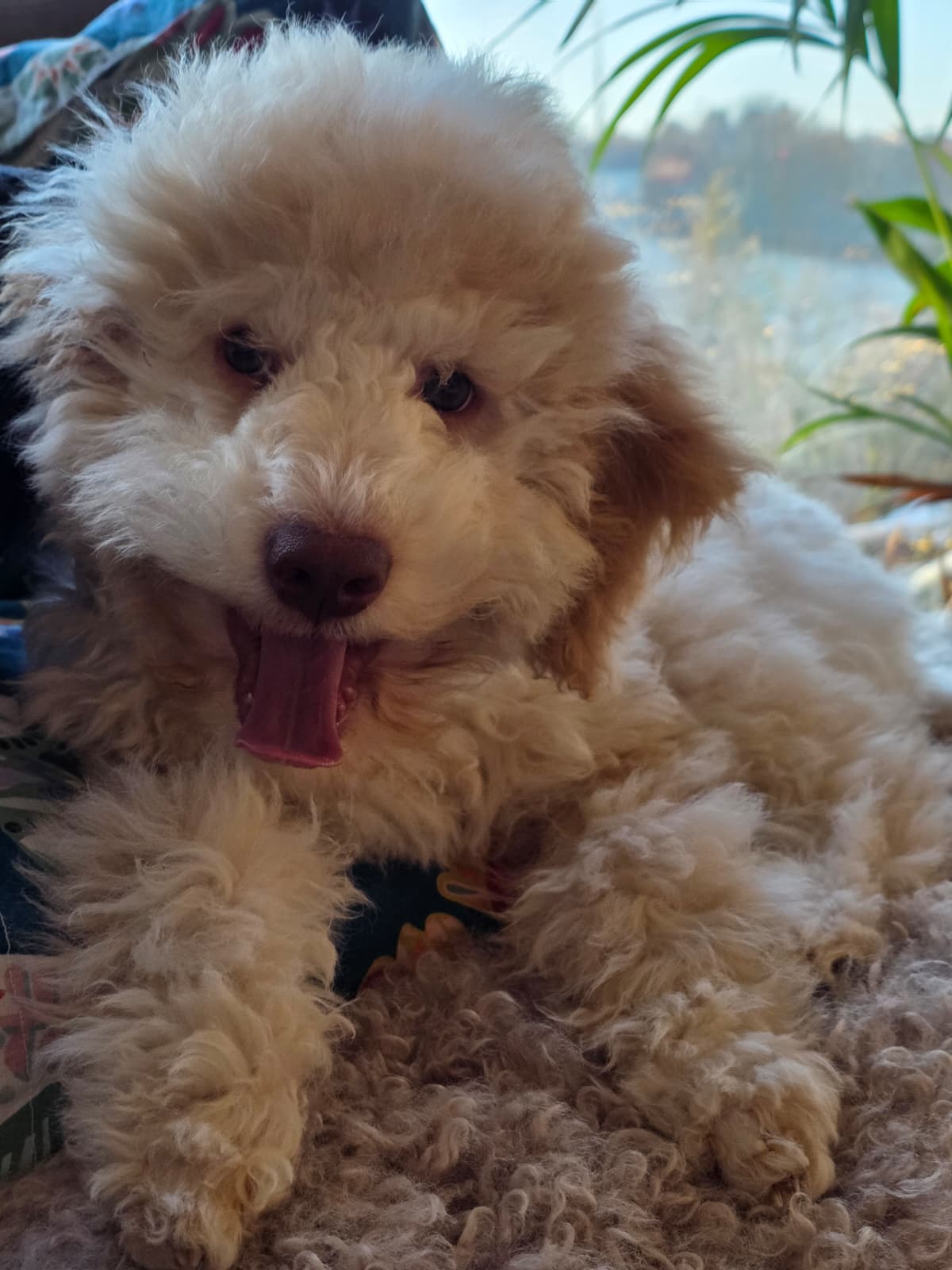 Luigi - Lagotto romagnolo